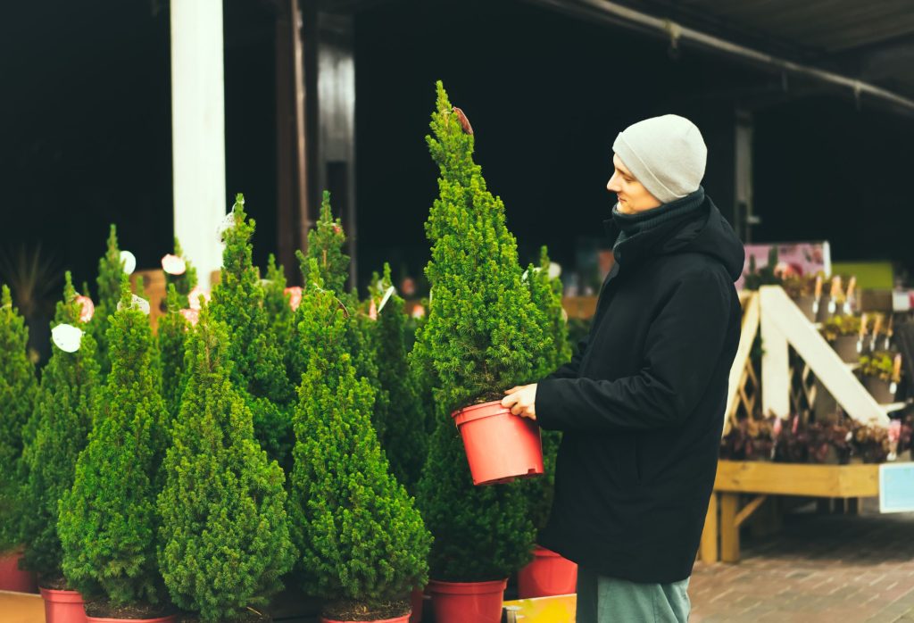 Potted Christmas Tree